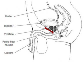 kegel male diagram