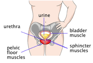 kegel pelvic floor